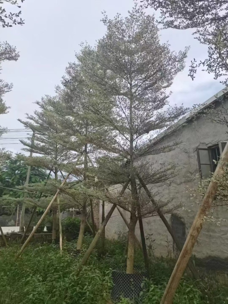 花叶榄仁