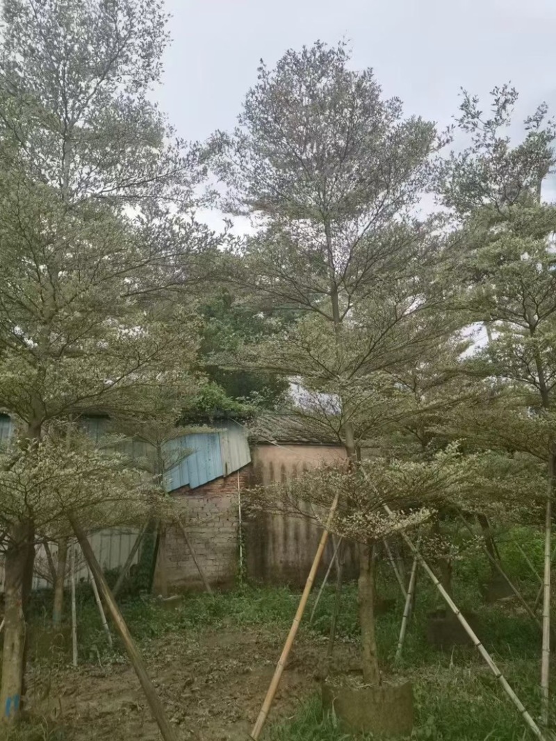 花叶榄仁