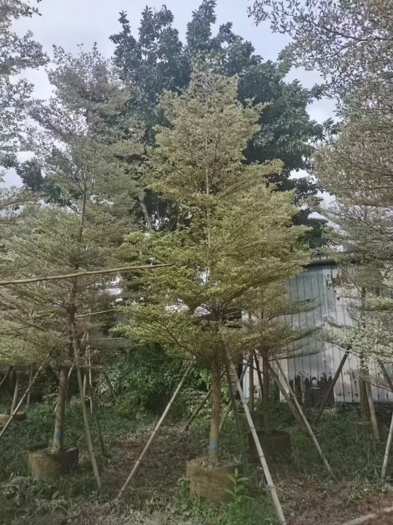 花叶榄仁