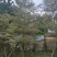 花叶榄仁