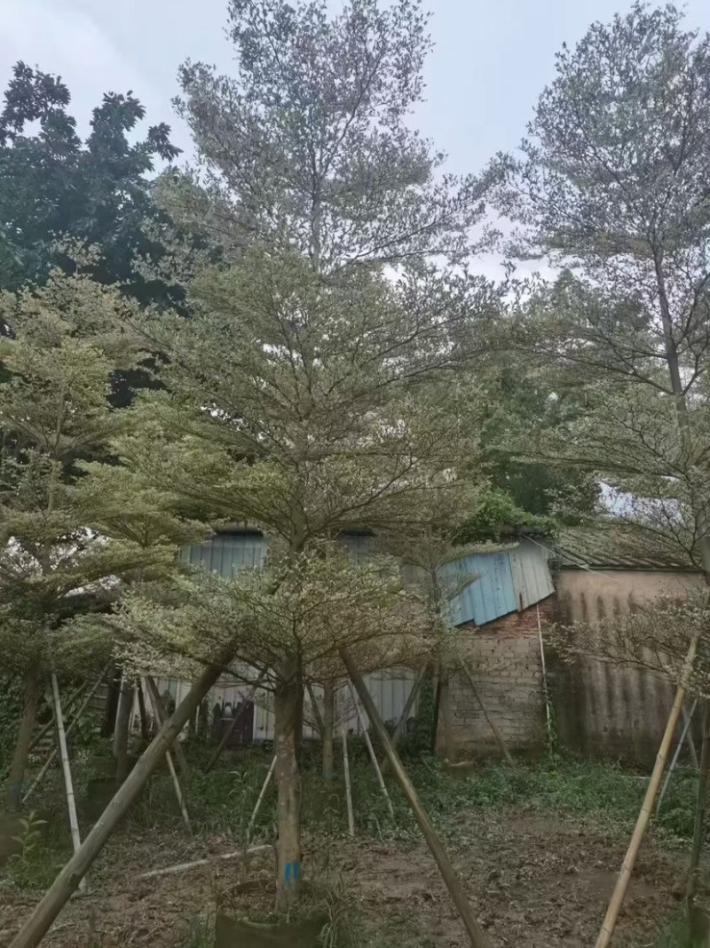 花叶榄仁