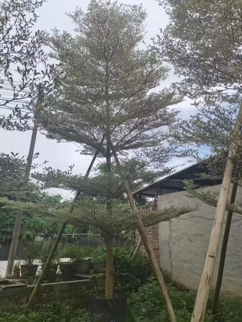 花叶榄仁