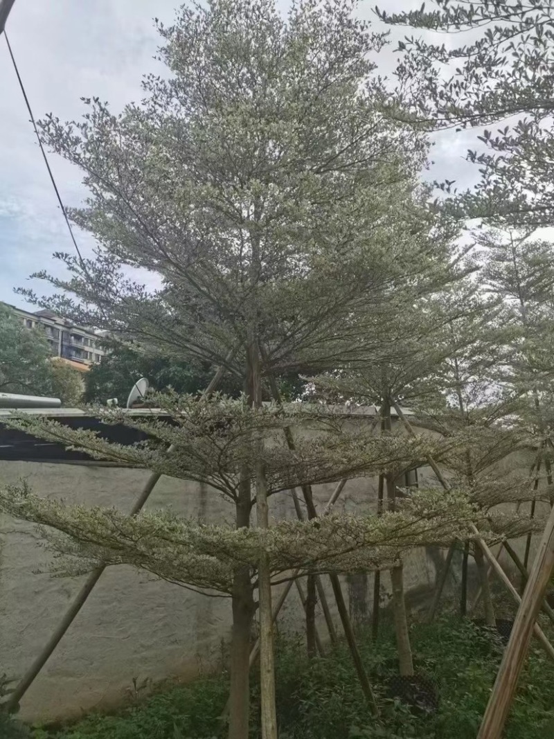花叶榄仁