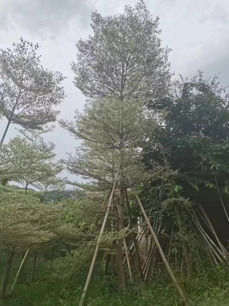花叶榄仁
