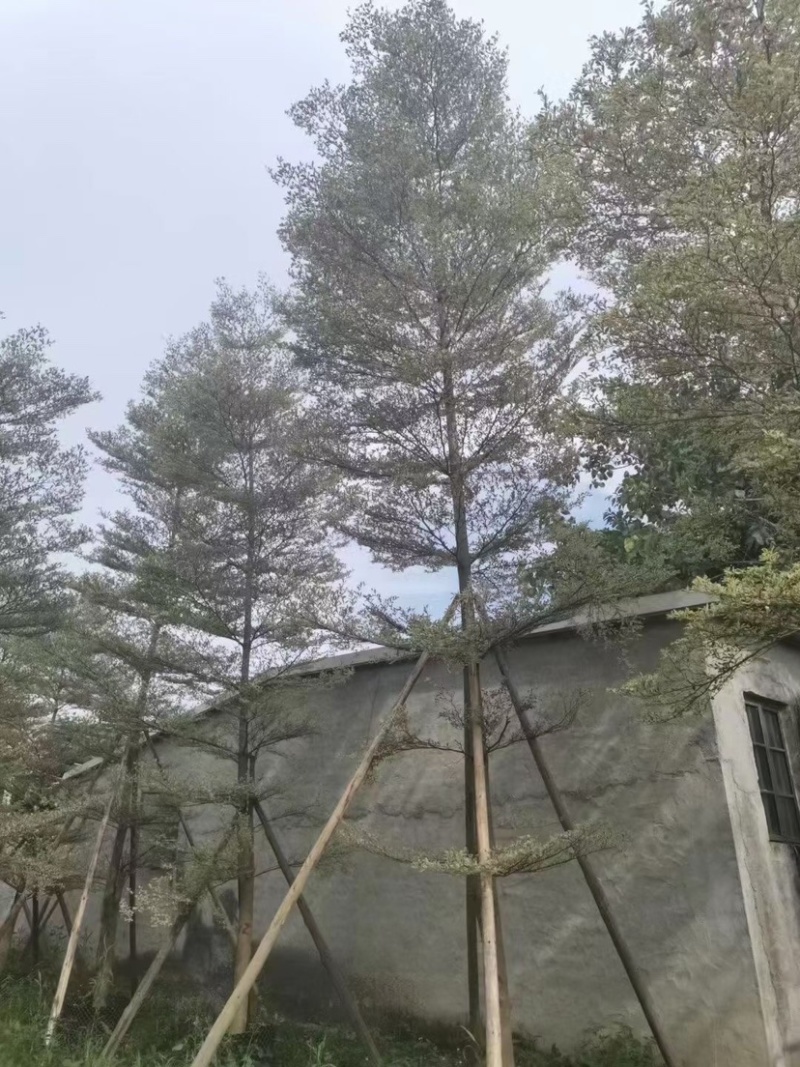 花叶榄仁