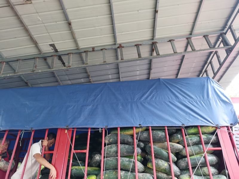 质量好的黑皮地冬瓜