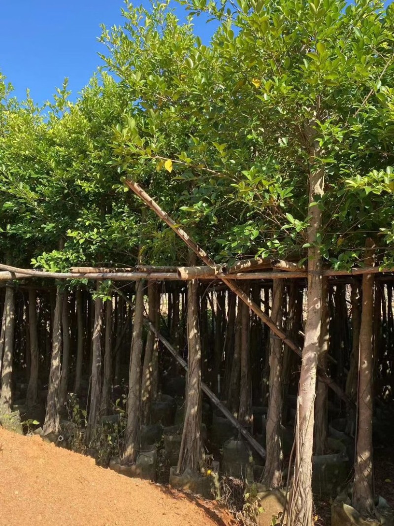 小叶榕