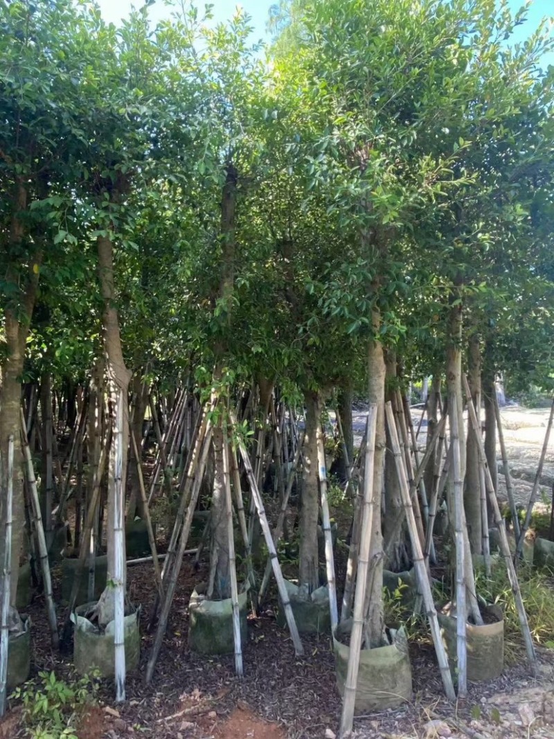 小叶榕