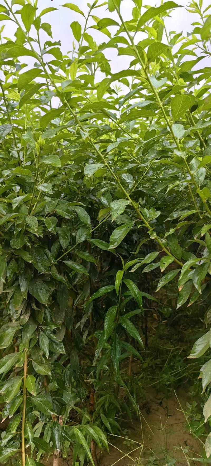 巫山青脆李李子苗7-8月份成熟青产量高果特大饱满口感脆甜
