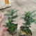 7斤袋胡椒木，纯红泥种植，诚信经营，量大从优，