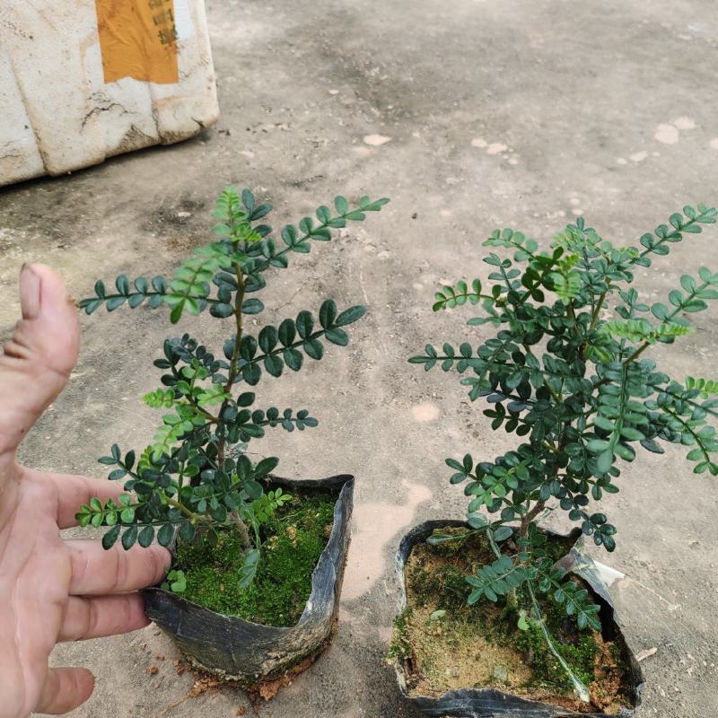7斤袋胡椒木，纯红泥种植，诚信经营，量大从优，