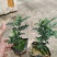 7斤袋胡椒木，纯红泥种植，诚信经营，量大从优，