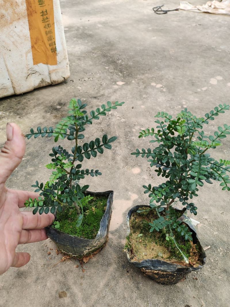 7斤袋胡椒木，纯红泥种植，诚信经营，量大从优，