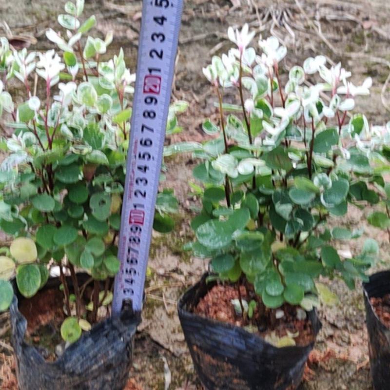 7斤袋胡椒木，纯红泥种植，诚信经营，量大从优，