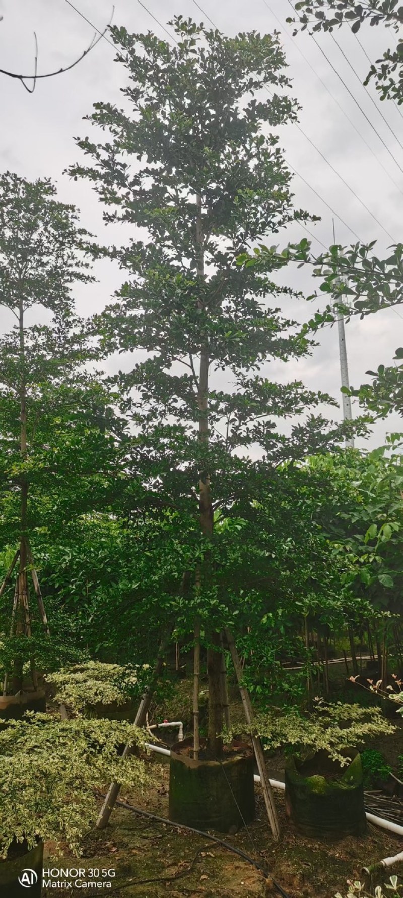 小叶榄仁