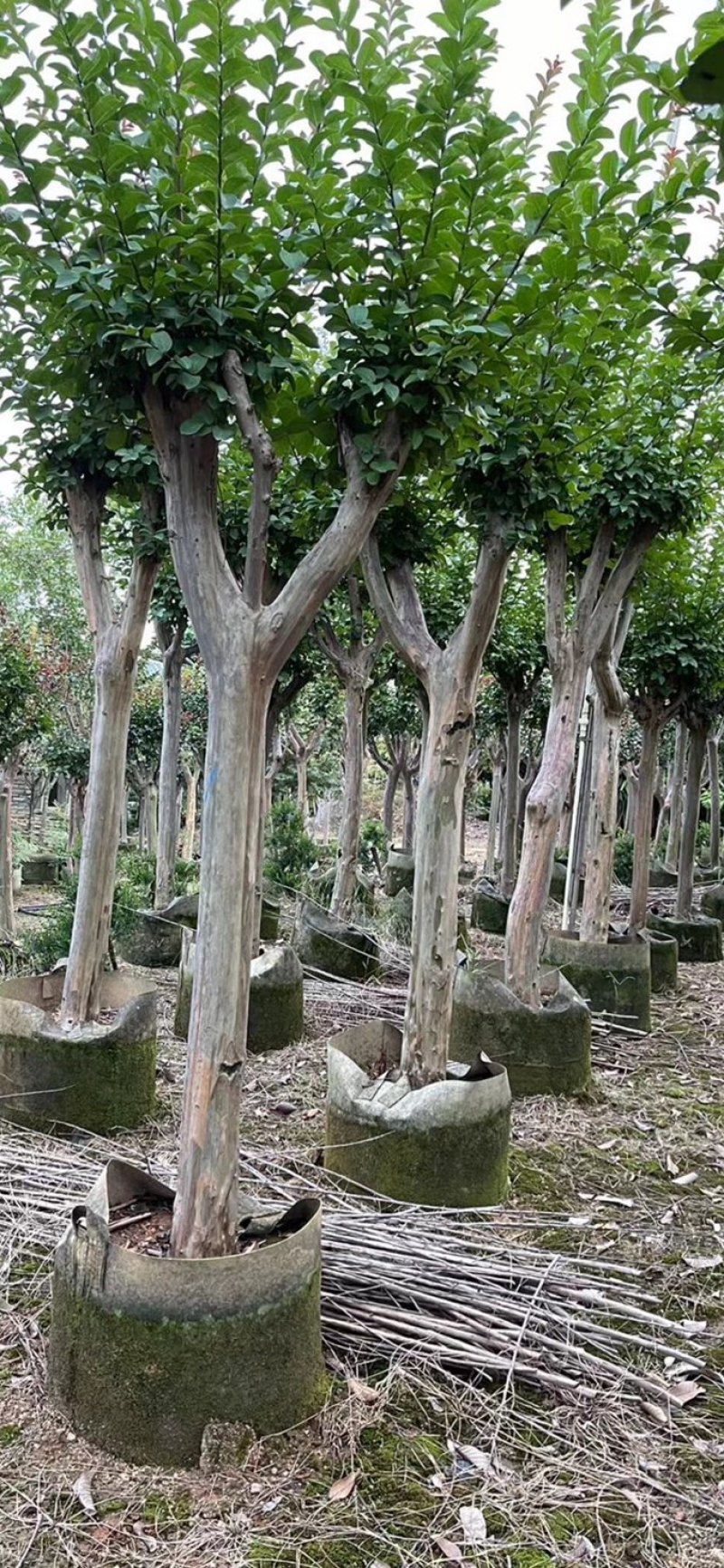 小叶紫薇