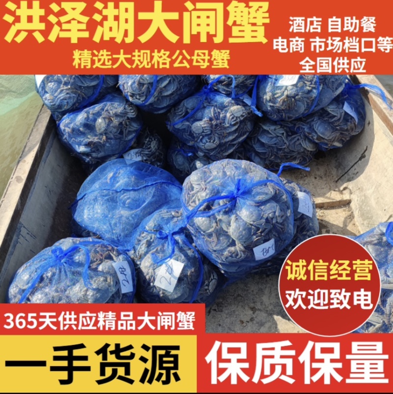 现货江苏大闸蟹公蟹批发市场饭店商超规格齐全量大从优