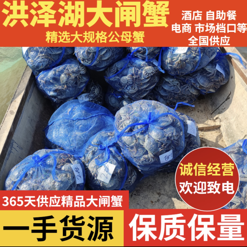 现货江苏大闸蟹公蟹批发市场饭店商超规格齐全量大从优