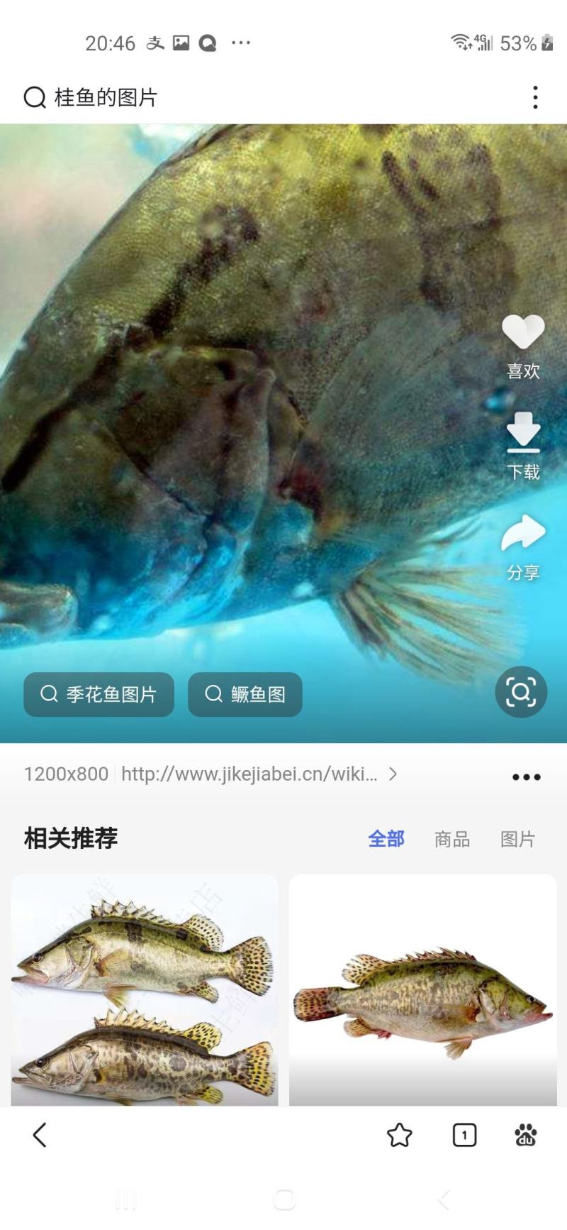 桂鱼还有丁桂鱼