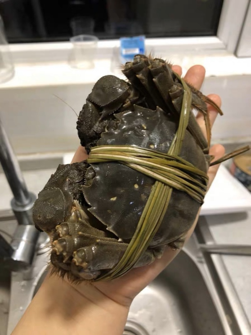 现货江苏大闸蟹公蟹批发市场饭店商超规格齐全量大从优