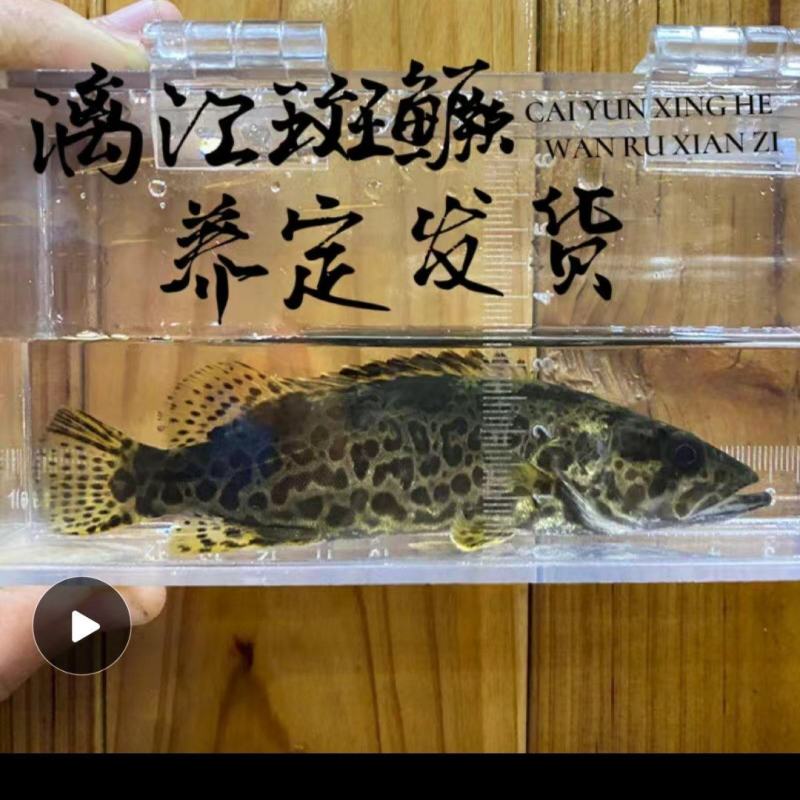 桂鱼还有丁桂鱼