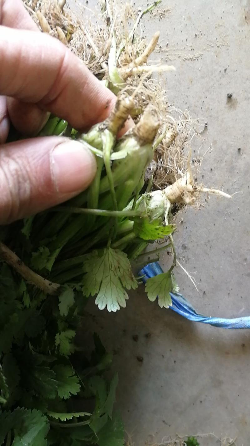 大叶香菜根茎粗壮香味浓郁常年供应