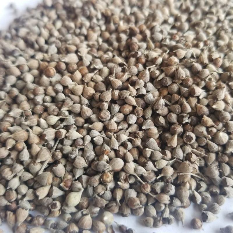荆条籽