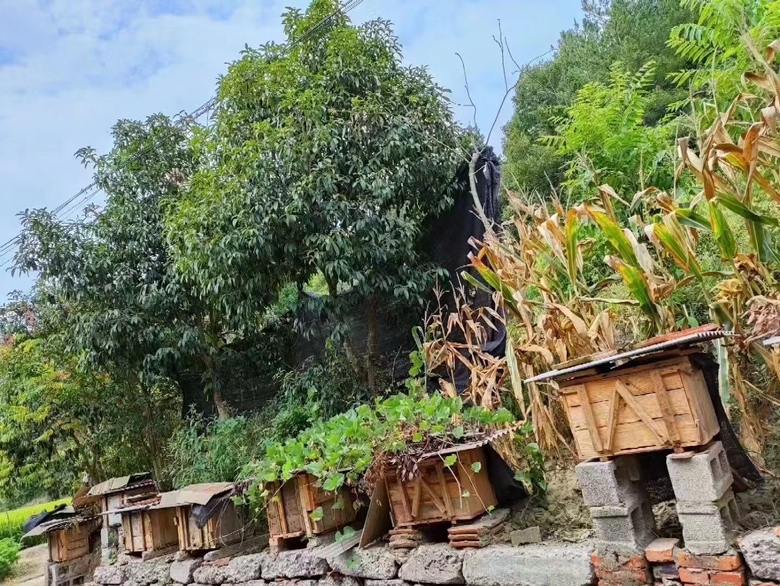 高清微距摄影:中华蜜蜂(Apis cerana cerana)正在东北小兴安岭野生椴树花上采集花蜜,蜂体绒毛清晰可见,蜜囊饱满呈琥珀色,背景为晨露未散的椴树叶片,体现土蜂蜜的道地性与生态采集场景 中华蜜蜂采集椴树蜜源特写