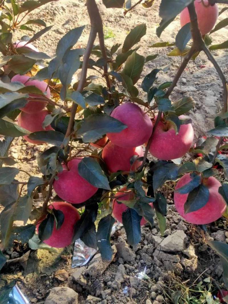 美八苹果，岳阳红苹果，华艳苹果以上市，口味甜中带点微微酸