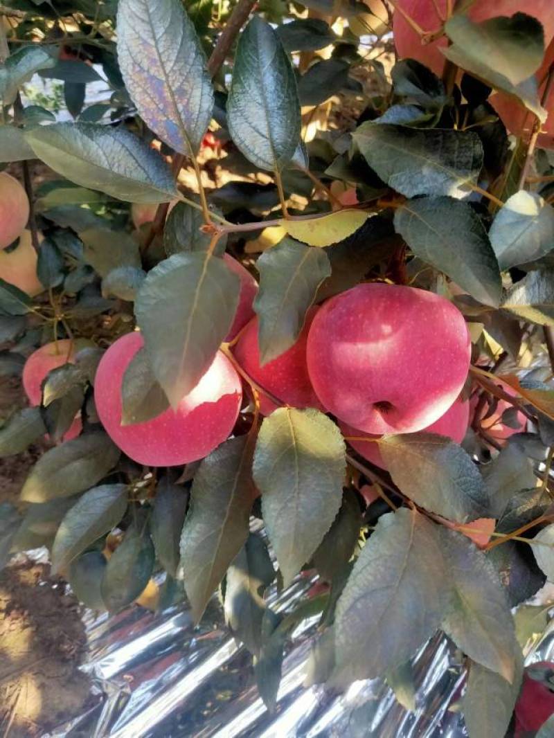 美八苹果，岳阳红苹果，华艳苹果以上市，口味甜中带点微微酸