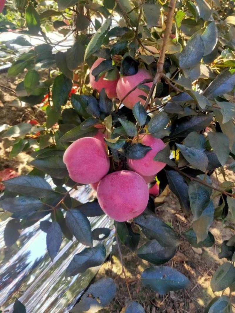 美八苹果，岳阳红苹果，华艳苹果以上市，口味甜中带点微微酸