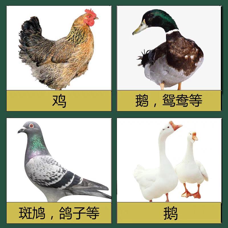 普旺禽药肝肾宝兽用龙胆泻肝散无抗无残留250毫升