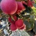 美八苹果，岳阳红苹果，华艳苹果以上市，口味甜中带点微微酸