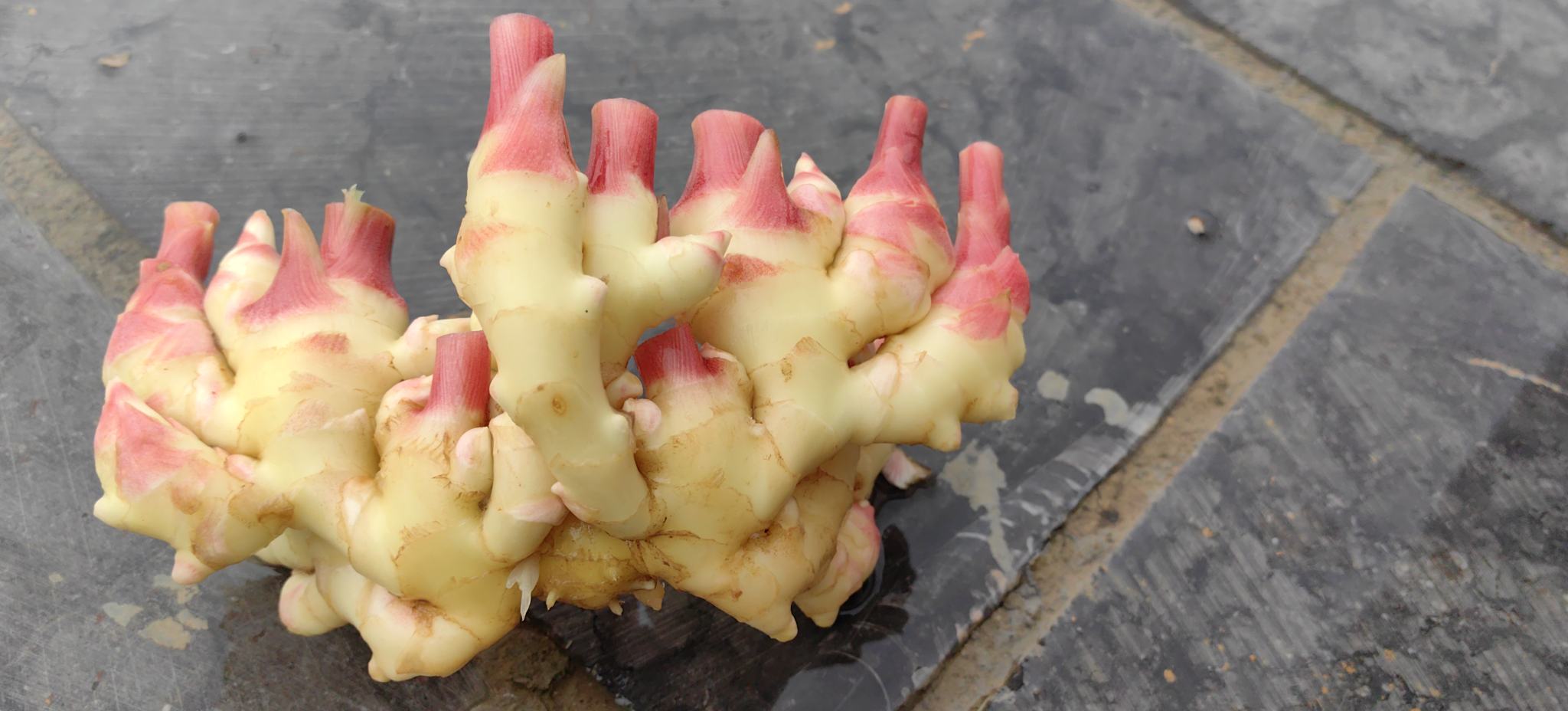 红姜与黄姜在厨房中的使用场景,左侧为红姜切片用于制作姜茶,右侧为黄姜用于炒菜 红姜与黄姜在厨房中的使用场景