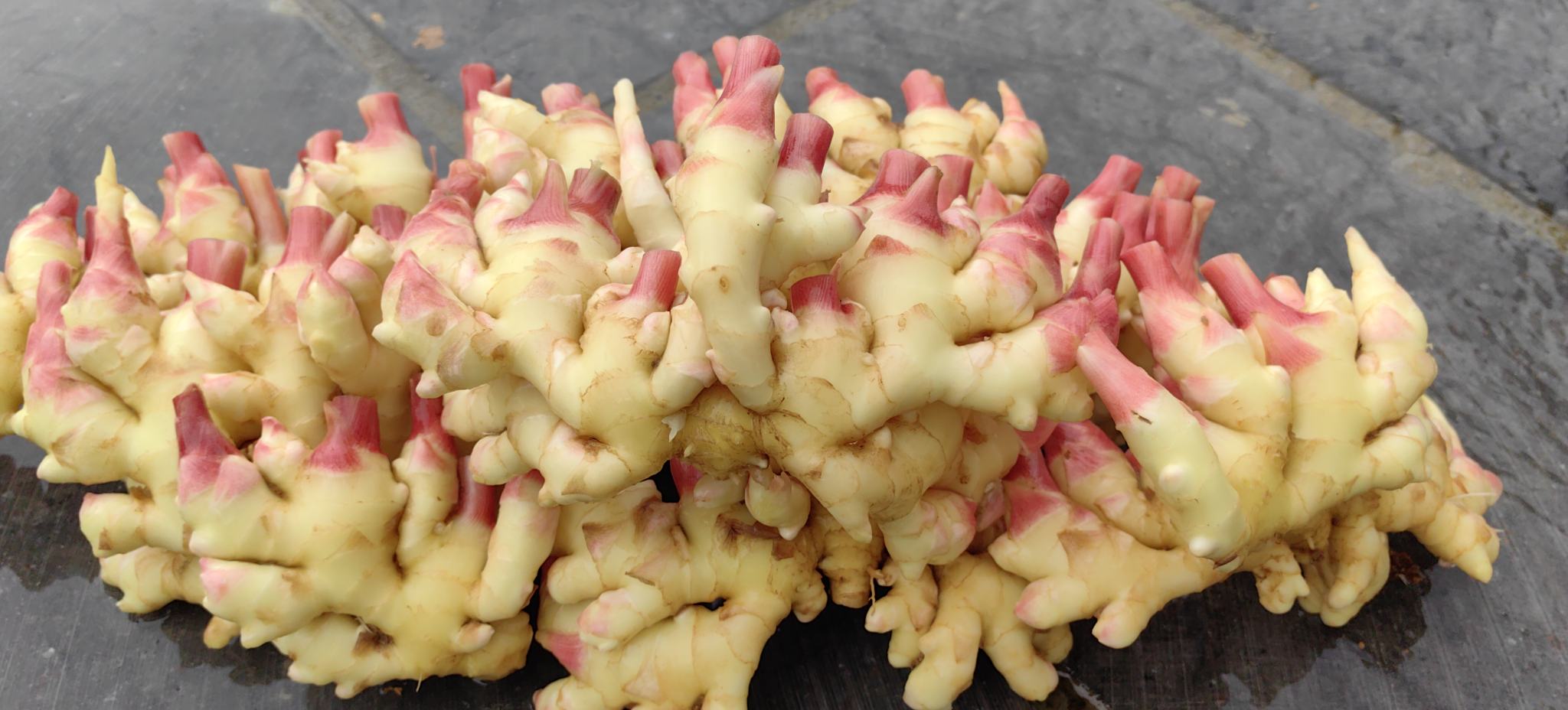 生姜在阳光下的特写