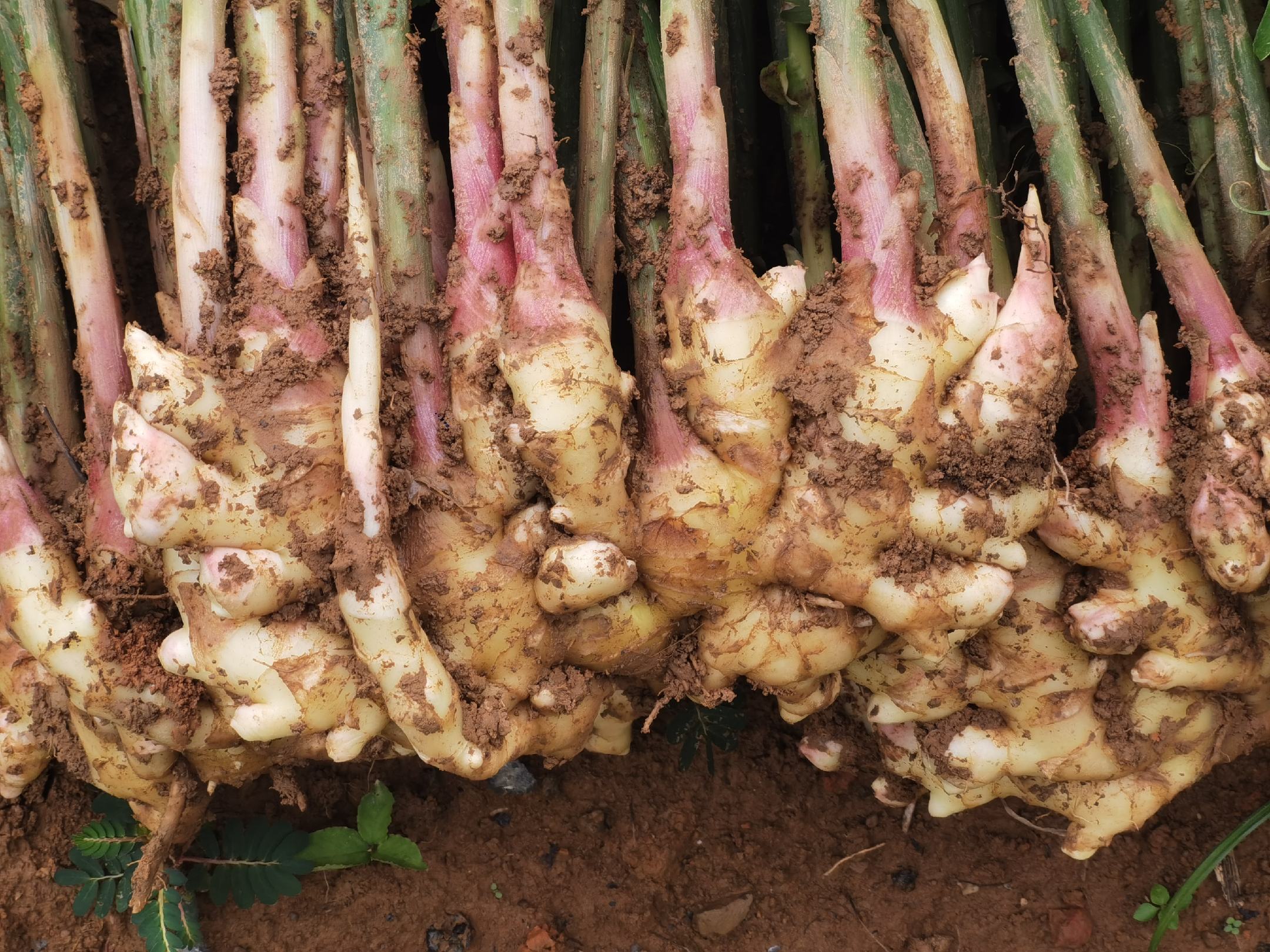 生姜颜色对比图