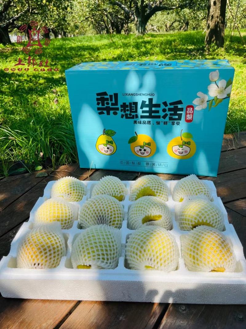 【牛商推荐】砀山酥梨精品好货糖度高果型正老果树梨