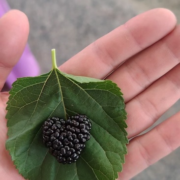 2024.7.11新鲜桑葚！桑枣！