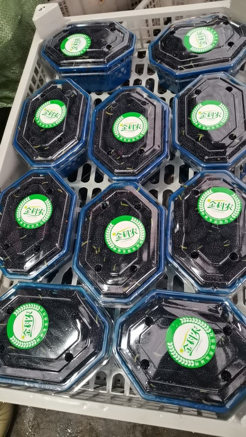 2024.7.11新鲜桑葚！桑枣！