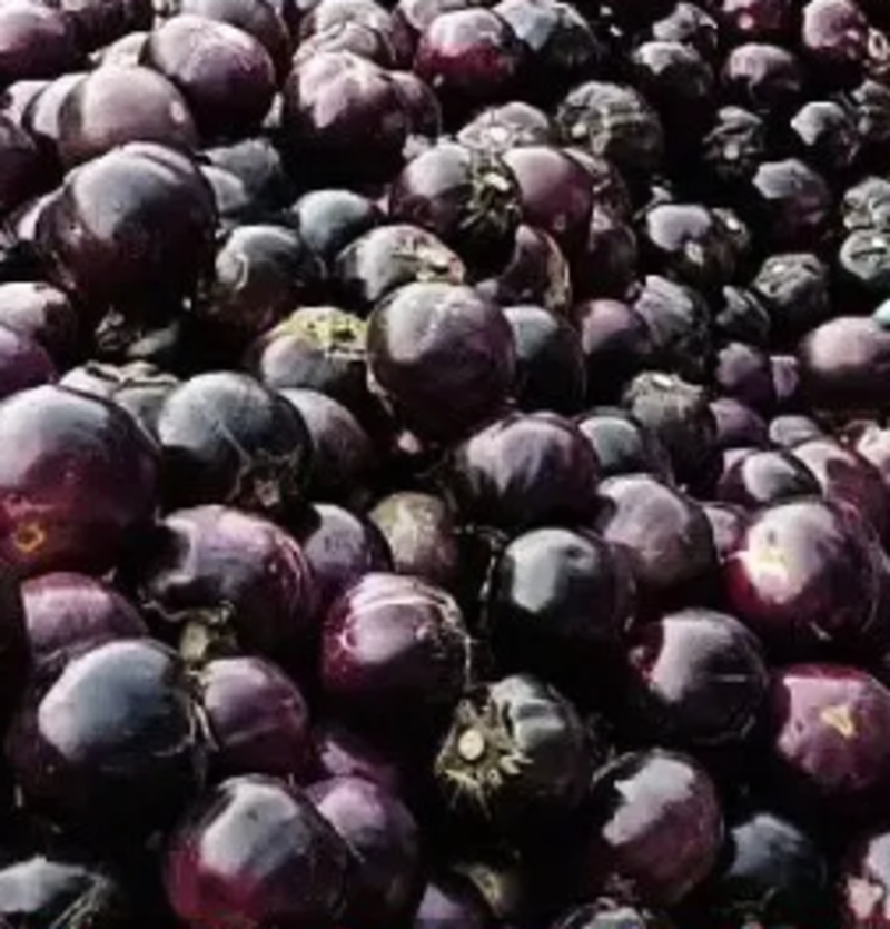 【圆茄】优质紫光圆茄，一手货源，价格便宜，可视频看货