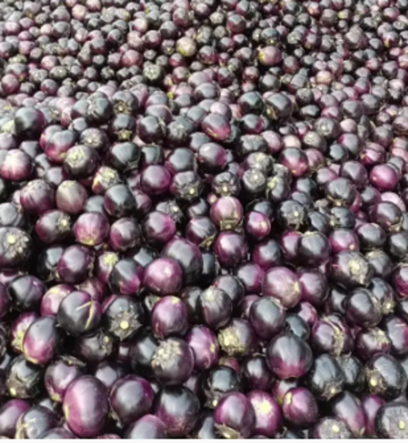 【圆茄】优质紫光圆茄，一手货源，价格便宜，可视频看货