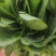 蔬菜大叶菠菜山东菏泽精品菠菜大量供应中，各种规格大量有货