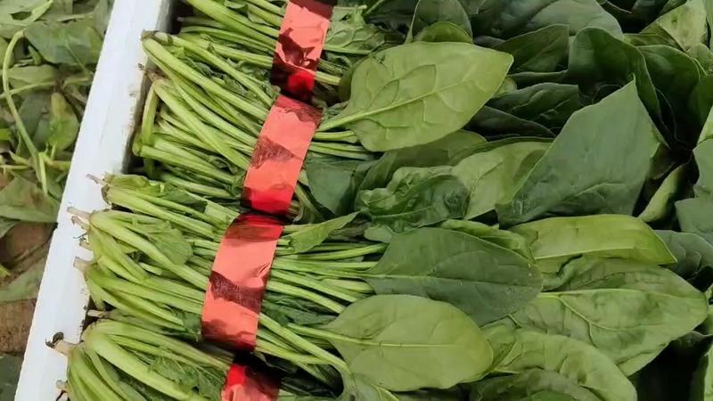 蔬菜大叶菠菜山东菏泽精品菠菜大量供应中，各种规格大量有货。