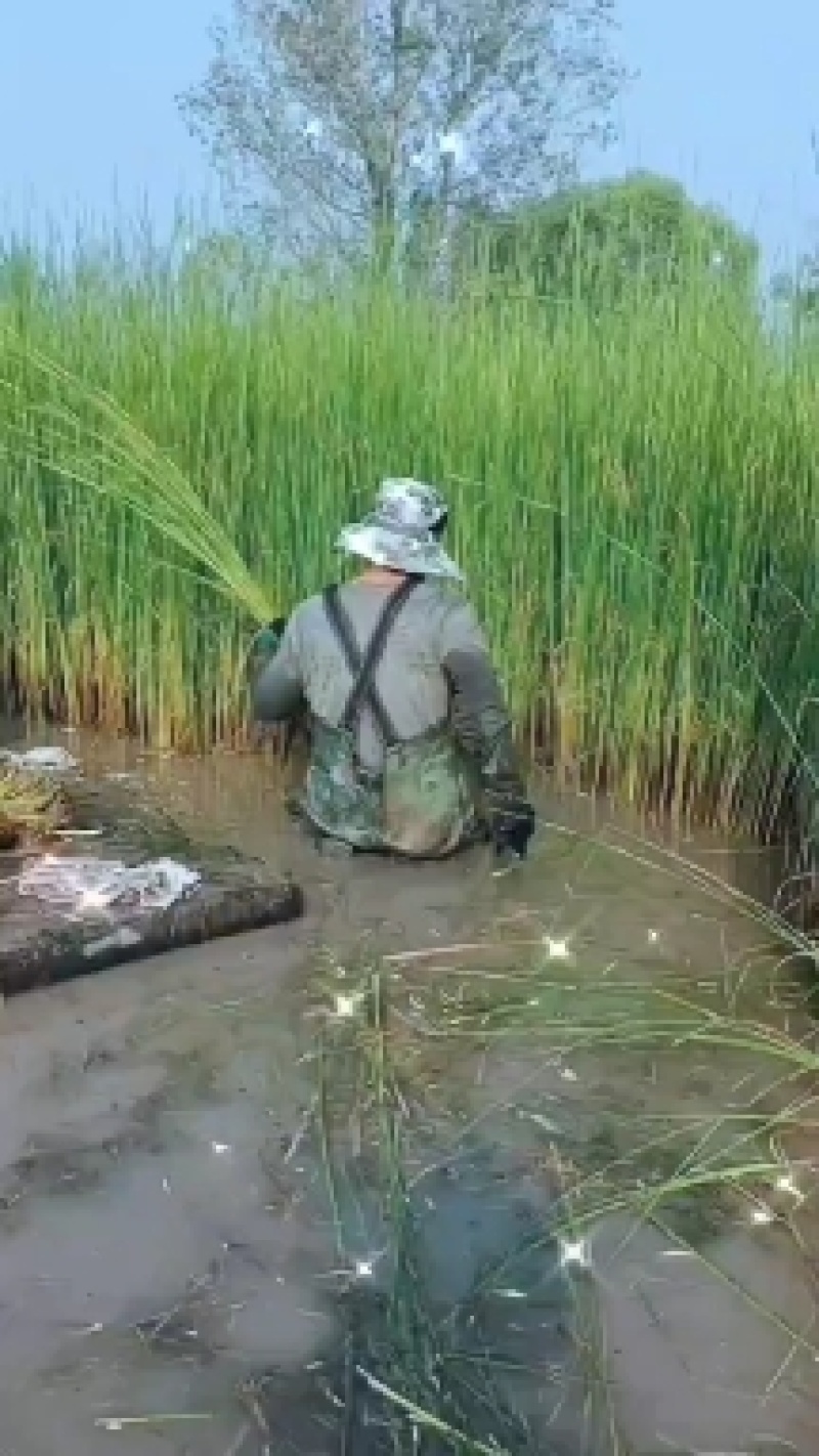 香蒲
