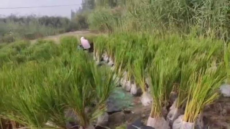 香蒲