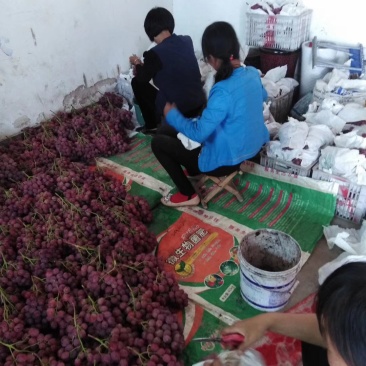 陕西省咸阳市礼泉县昭陵镇，美国红地球葡萄