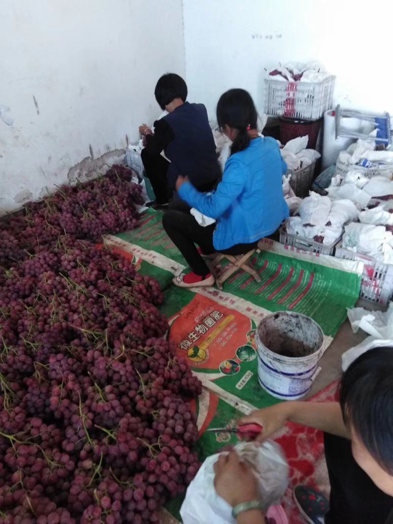 陕西省咸阳市礼泉县昭陵镇，美国红地球葡萄