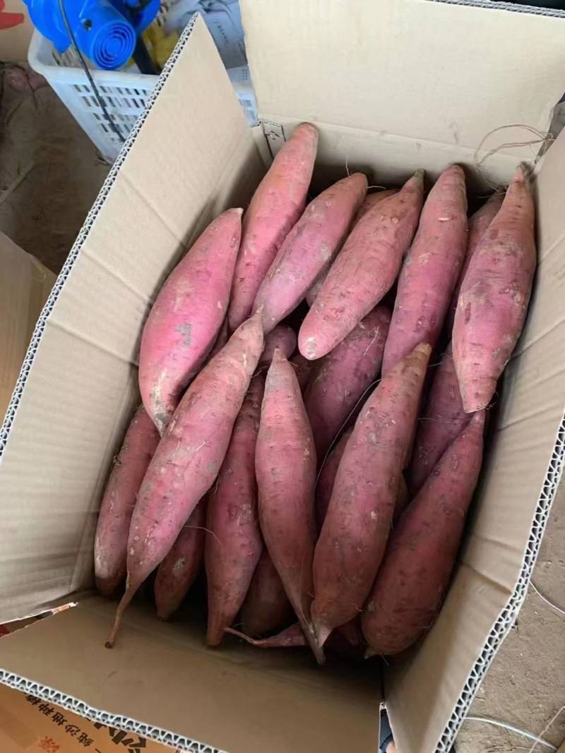 开封沙地蜜薯西瓜红红薯软糯香甜量大从优全国发货