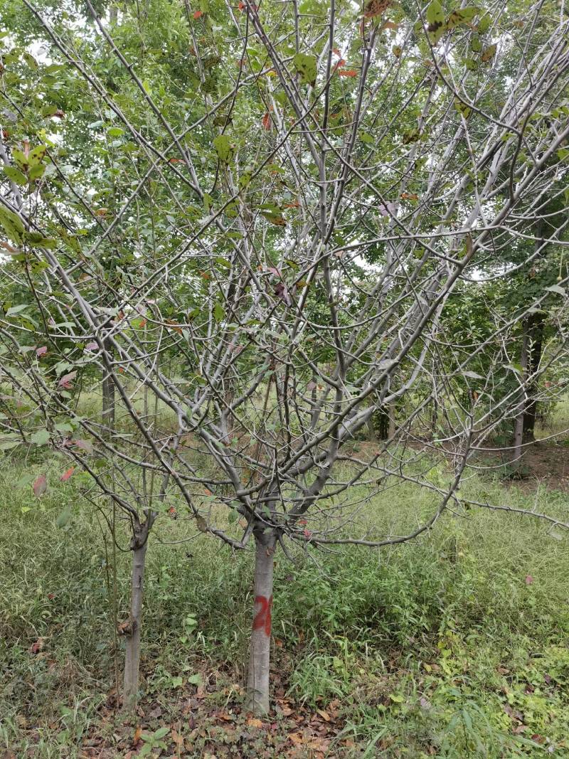 江苏大面积种植海棠基地海棠变色中质量保证可视频看货