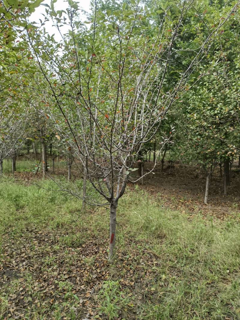 江苏大面积种植海棠基地海棠变色中质量保证可视频看货